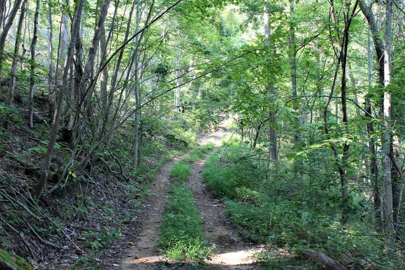 009 one of the many trail network roads leading throughout