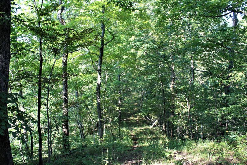 017 wooded ridge along the north boundary, notice the fencing