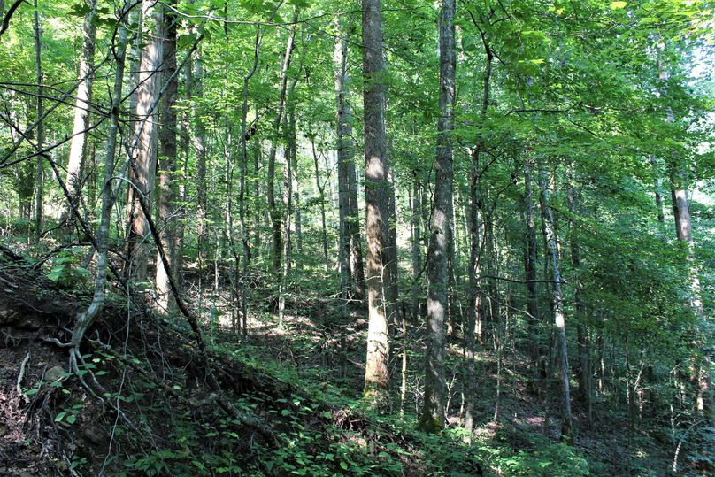 030 big woods north facing slope