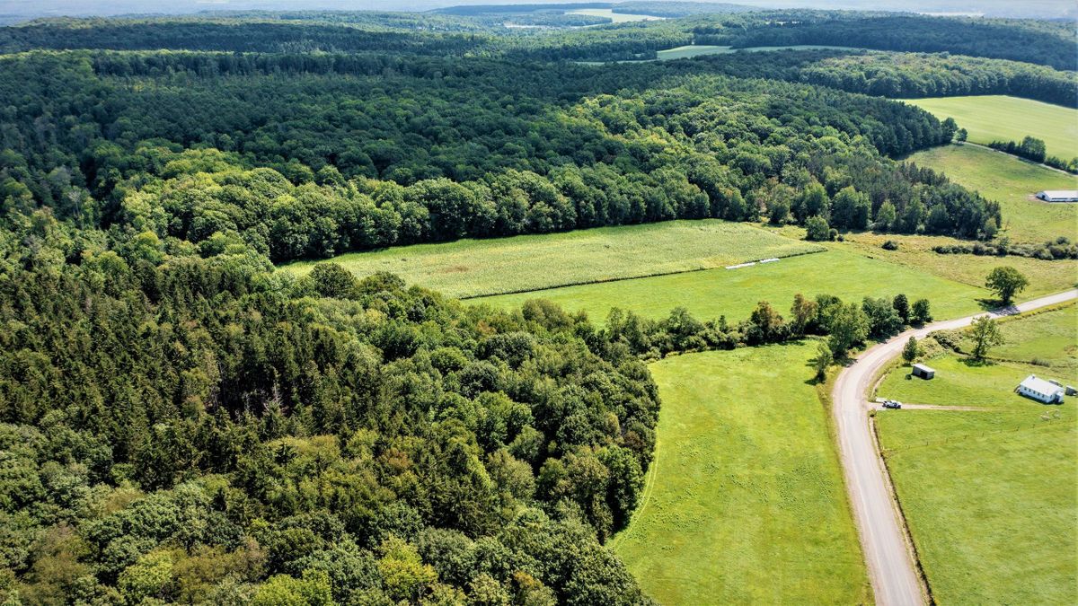 State Land Border Property Near Centerville, NY Whitetail Properties
