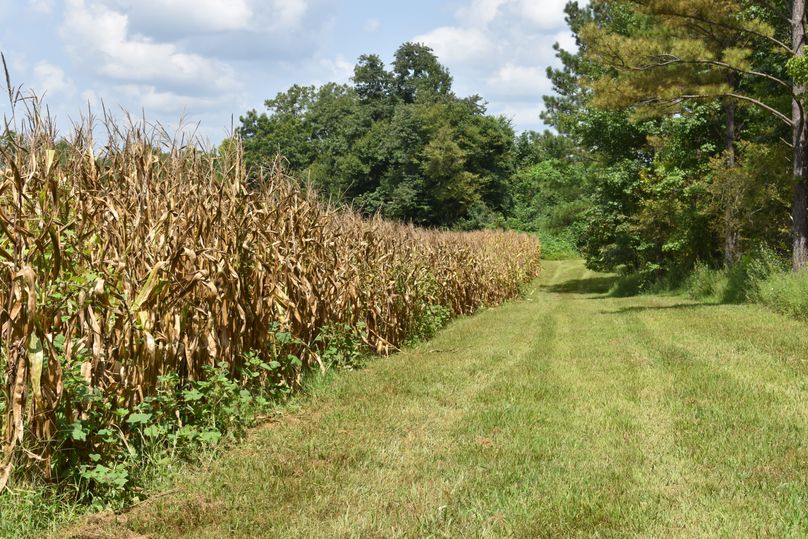 (19)corn field