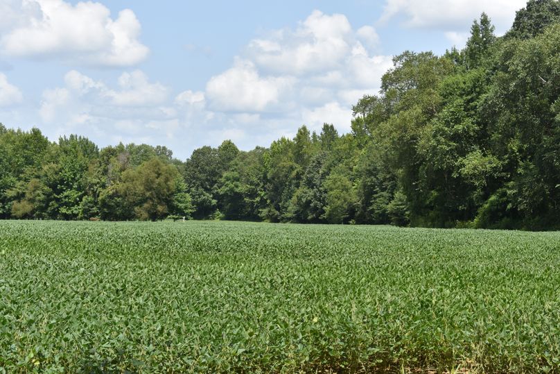 (31)soybean field