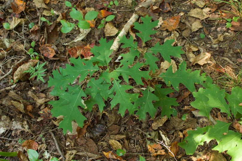 0c992b32-23eb-4782-8f37-8fefb845b961 1 105 c