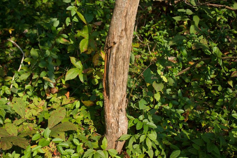 7ec393b6-d365-48a4-8dd1-0133a828d76e 1 105 c