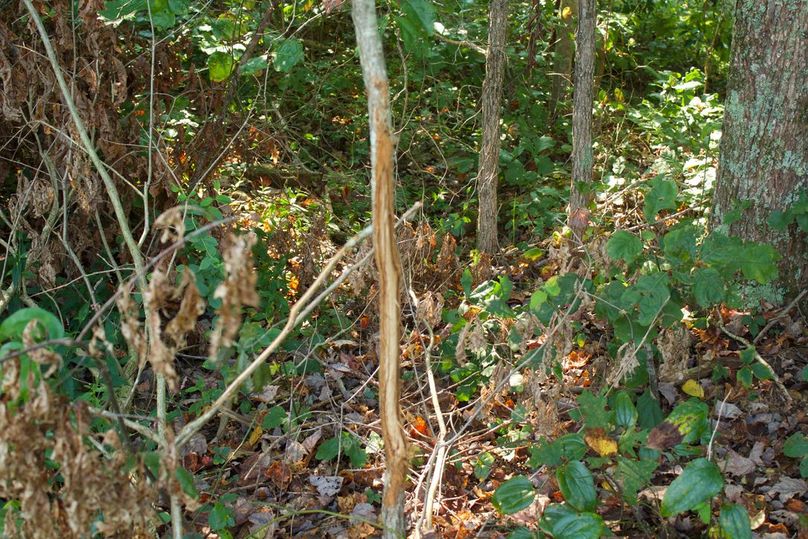 8eee2502-f612-44c0-a713-b488f0c66779 1 105 c