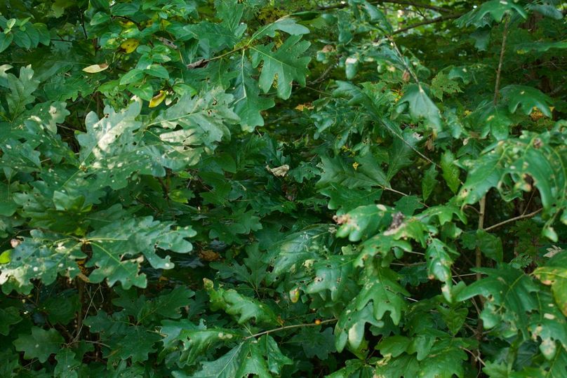 9a67b178-4950-4069-9549-6905068828aa 1 105 c