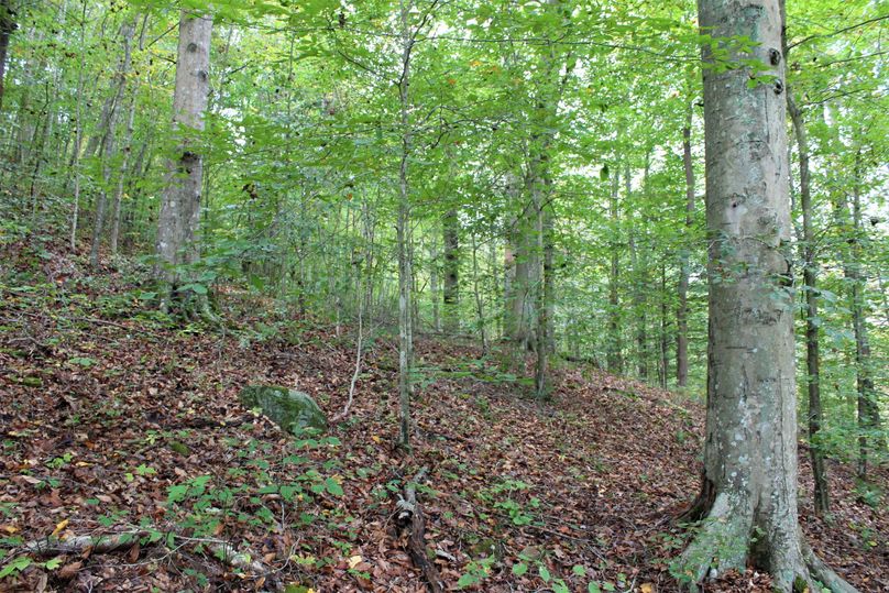 026 wooded forest slope in the northeast area of the property