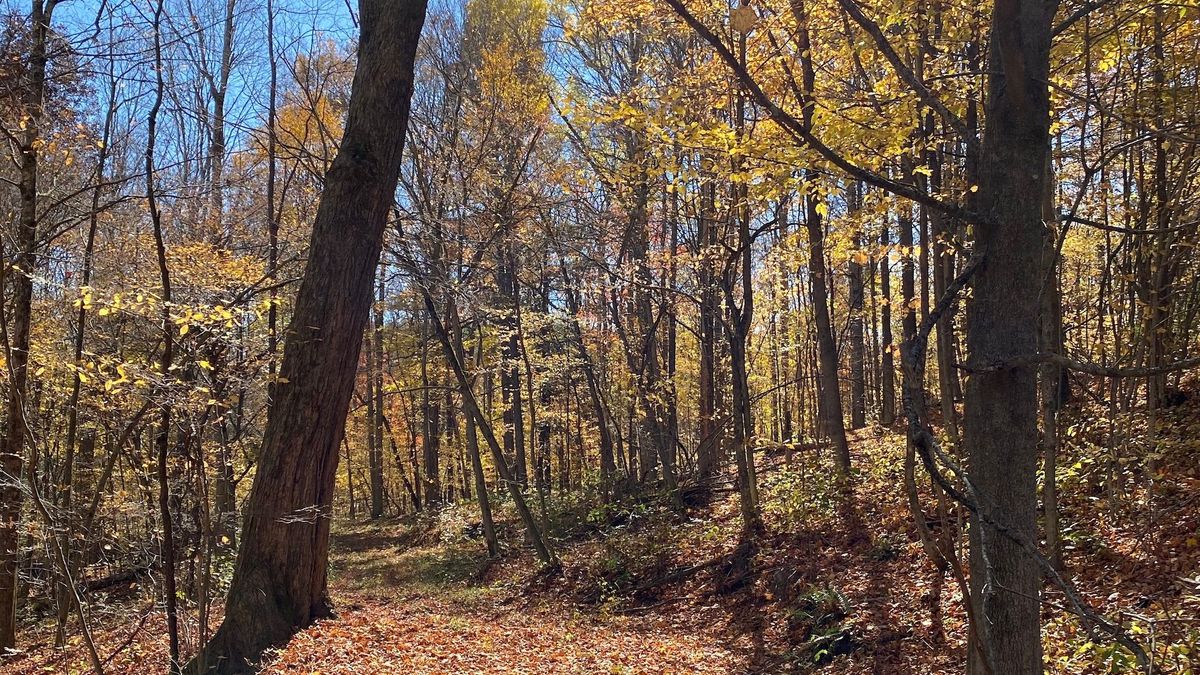 Wildlife And Building Potential Building Location Near State Game Land