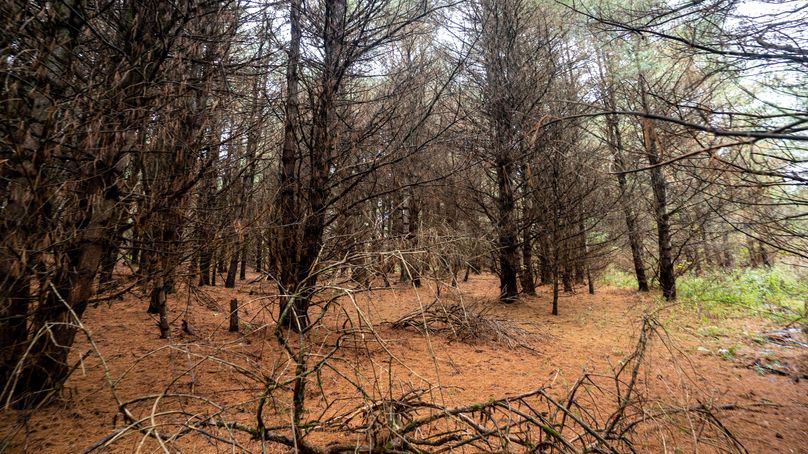 Chemung_22_Witter_Photos_5