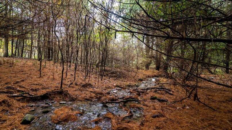 Chemung_22_Witter_Photos_6