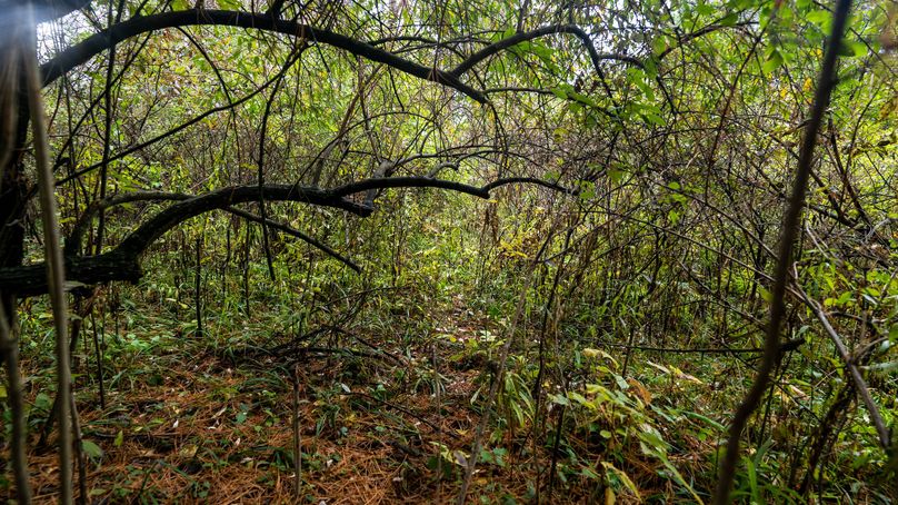 Chemung_22_Witter_Photos_9