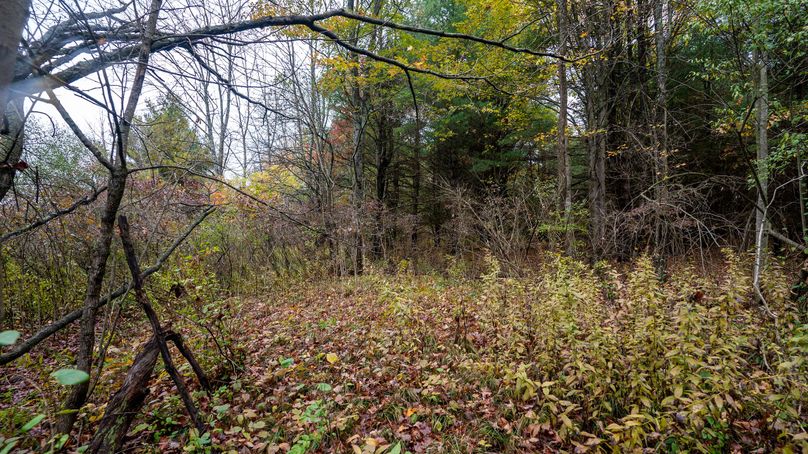 Chemung_22_Witter_Photos_11