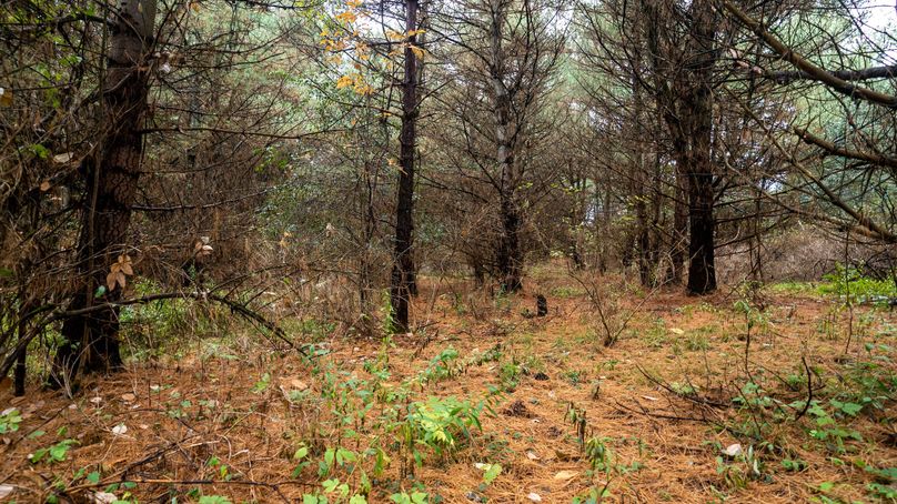 Chemung_22_Witter_Photos_7