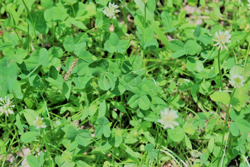 007 lush clover in one of the food plots in the main valley