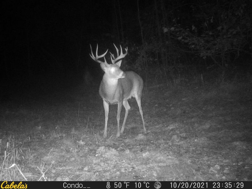 B003 mature wide spread 11 point