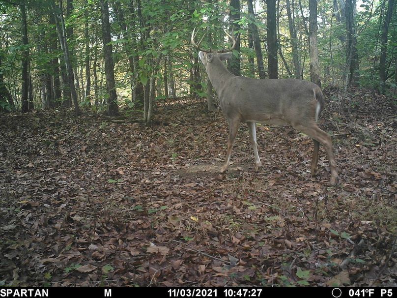 trail cam3