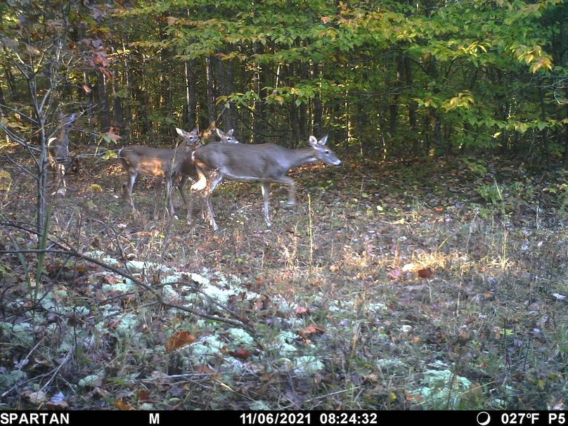 trail cam7