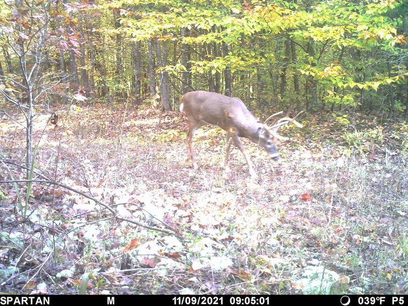 trail cam8