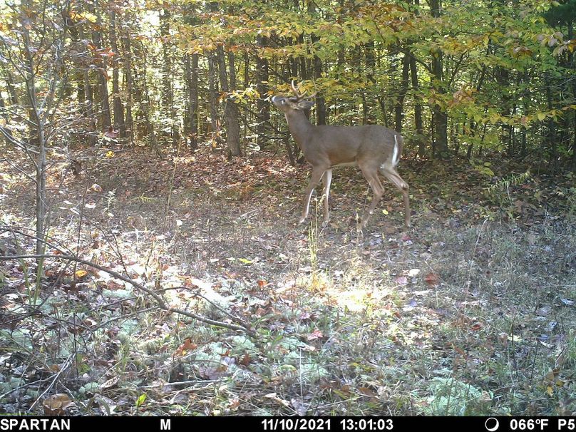 trail cam9