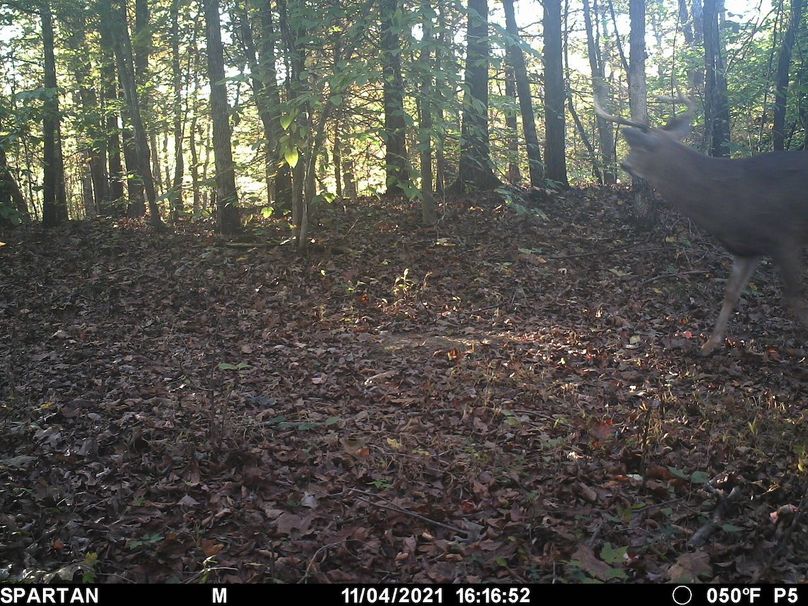 trail cam5