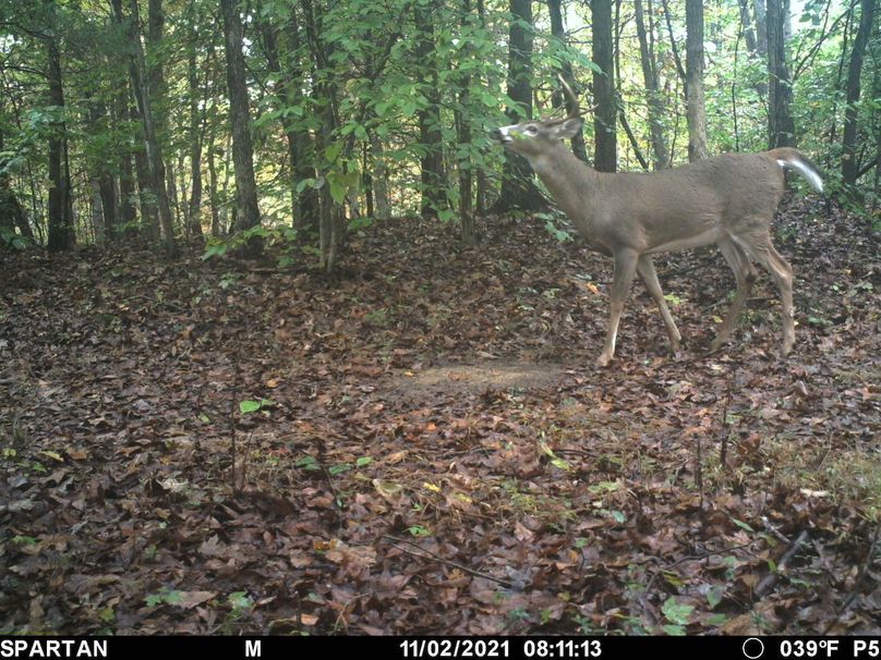 trail cam1