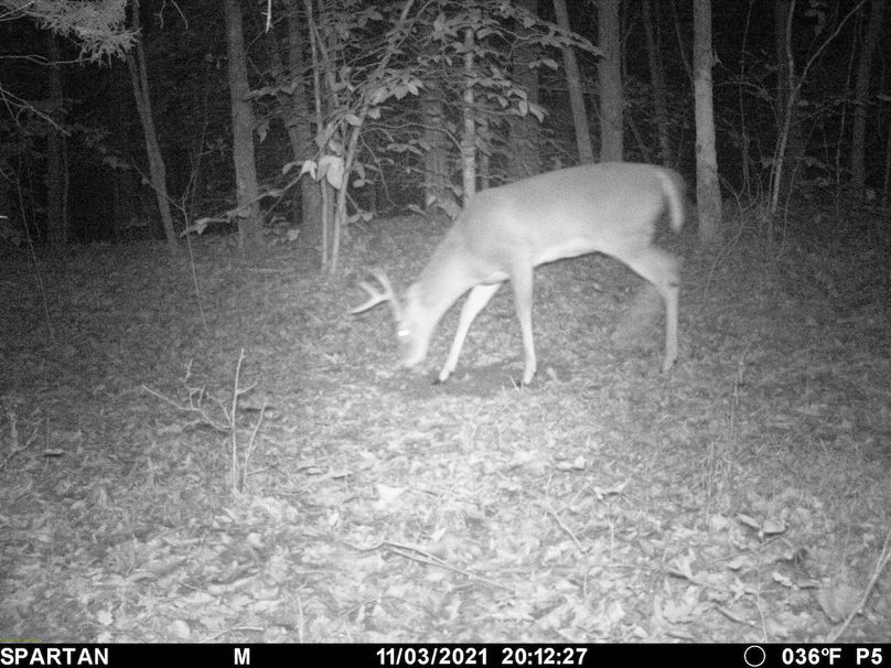 trail cam4