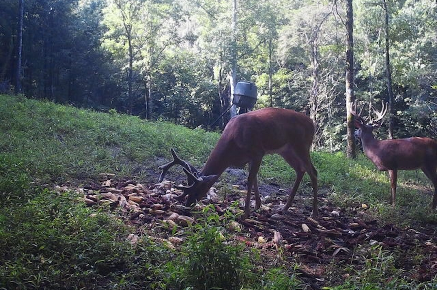trail cam9