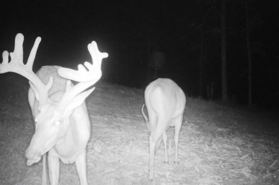trail cam5
