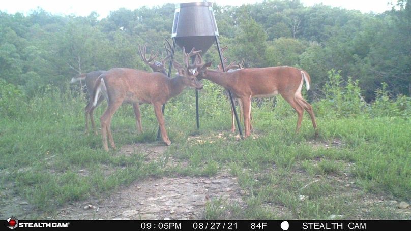 trail cam1