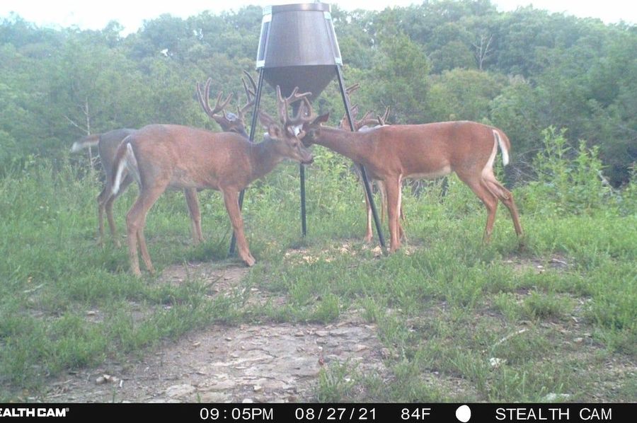 trail cam1