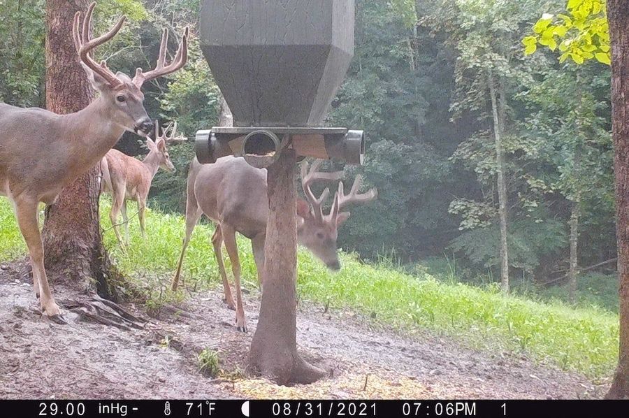 trail cam3