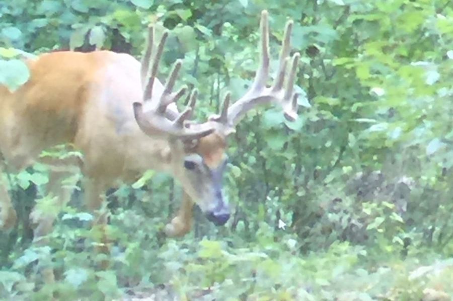 trail cam7