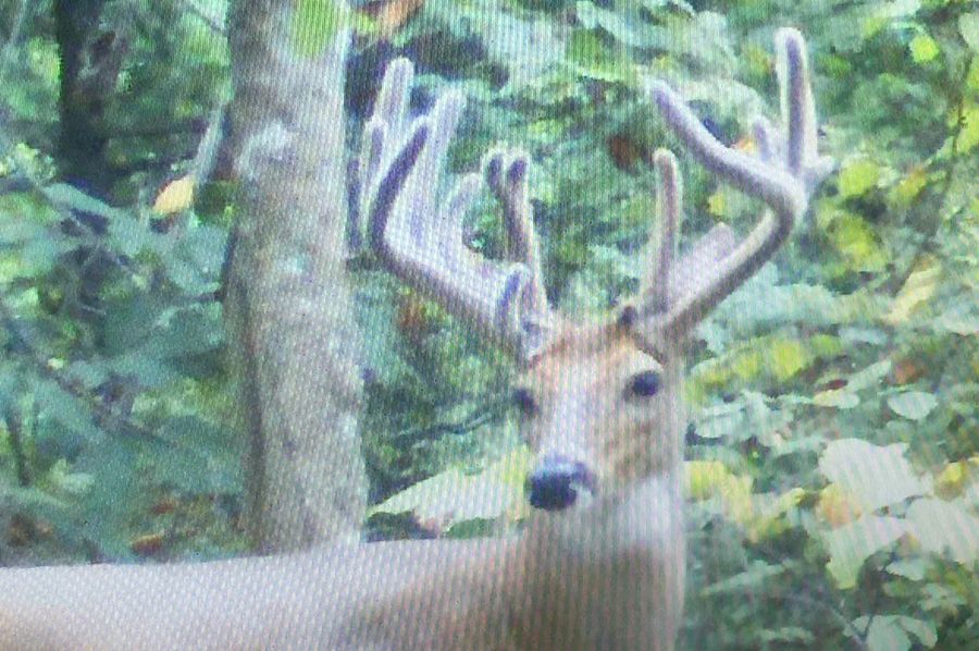 trail cam8