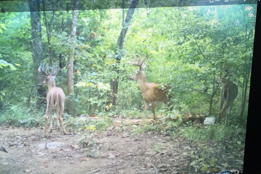 trail cam4