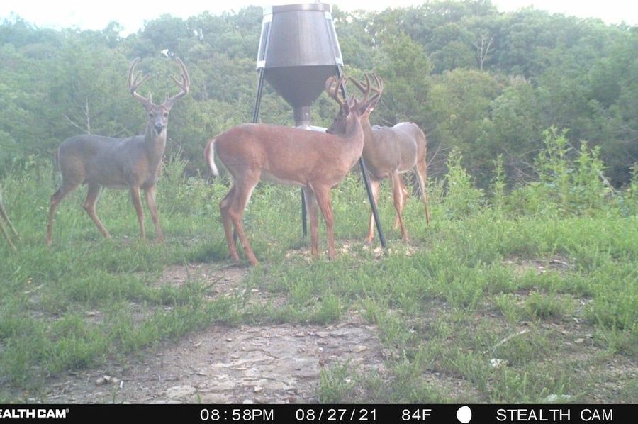 trail cam2