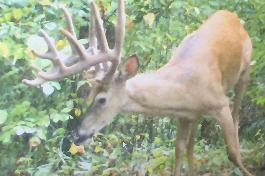 trail cam10