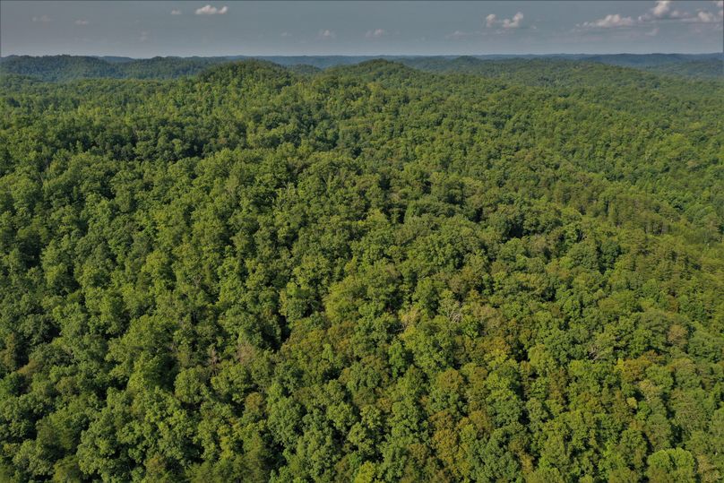 Nice drone view of some good timber in the northern portion