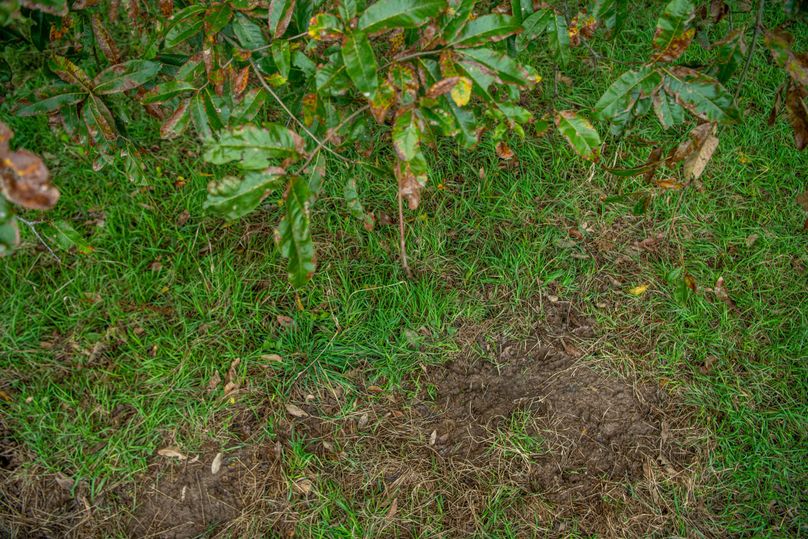 Pike IL 186 Speckhart Pro Photo-37