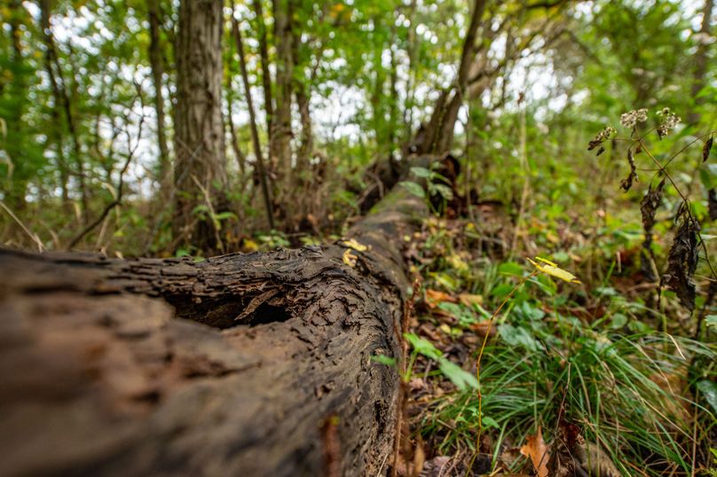 Pike IL 186 Speckhart Pro Photo-78