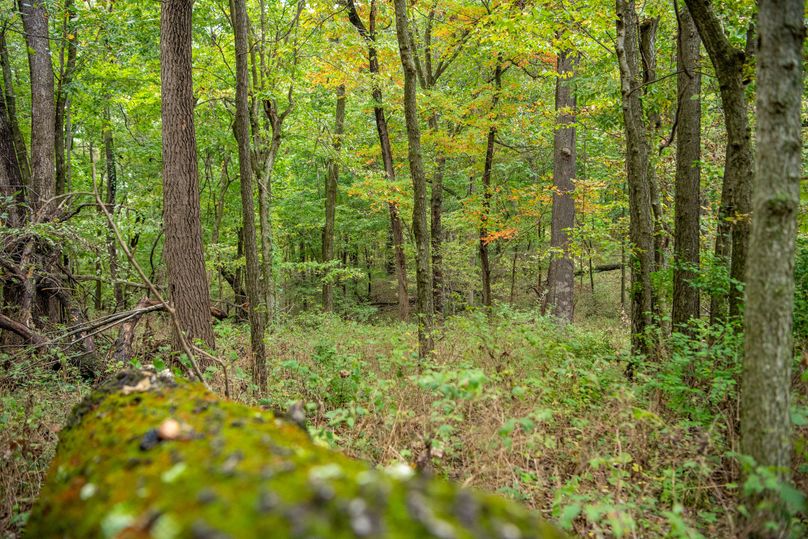 Pike IL 186 Speckhart Pro Photo-40