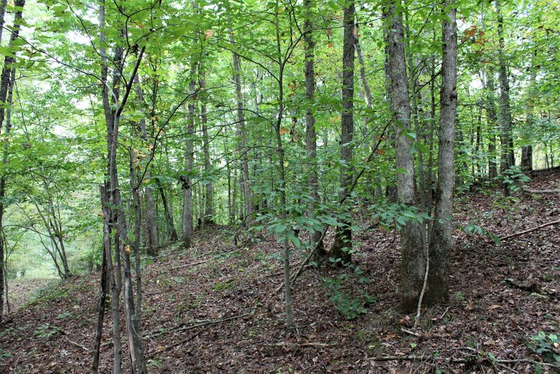 012 forested area in the mid western area of the property