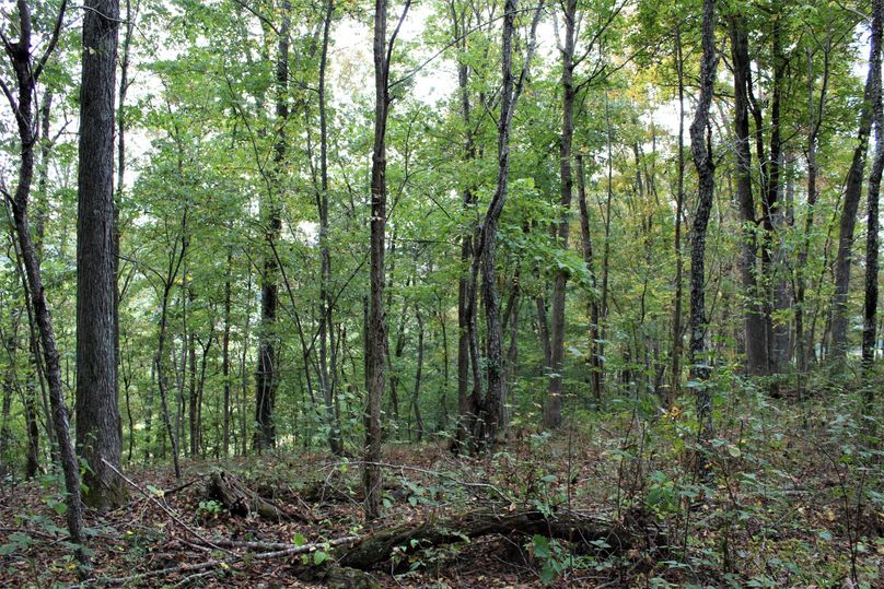 027 wooded ridge in the middle of the property