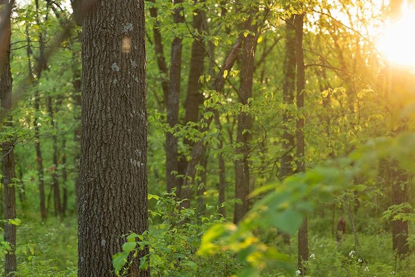 woods black oak close