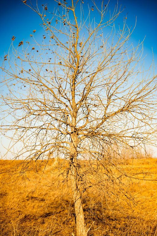 12b - Tree on the Prairie