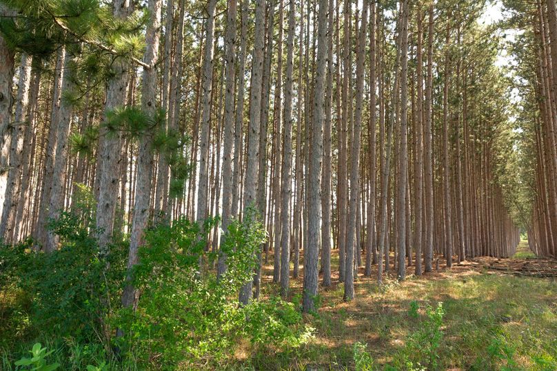 5 Red pines could provide income