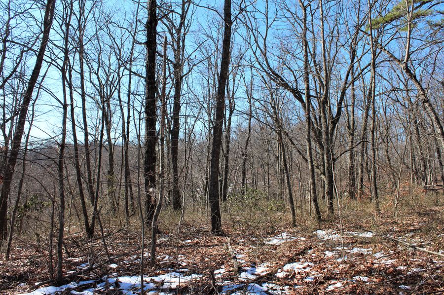 040 open hard wood ridge shot along the northwest boundary