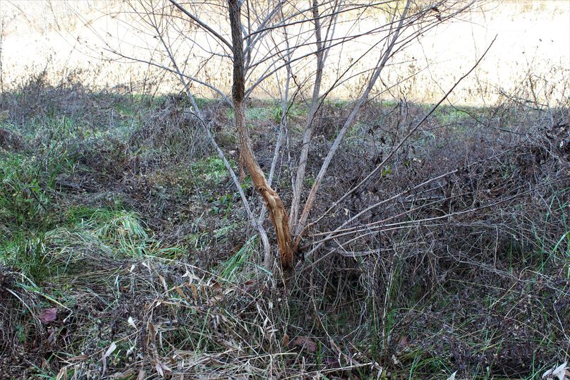 019 more of the heavily rubbed surrounding trees and saplings