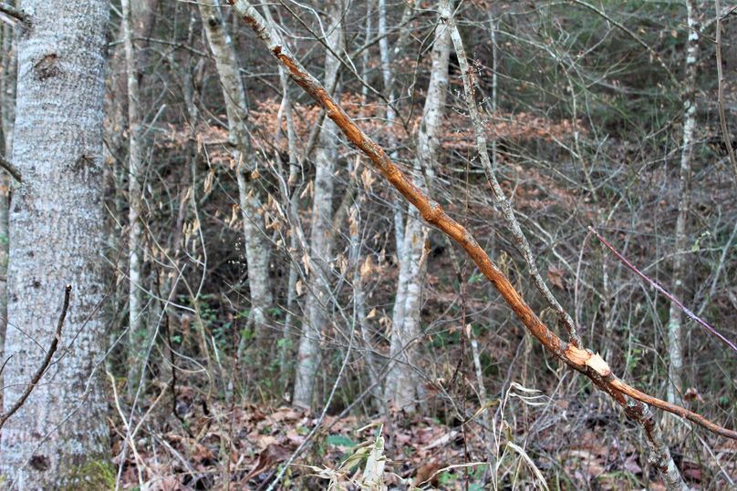 009 a nearly horizontal rubbing limb over a well worked scrape