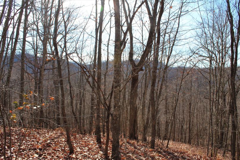 011 forested view from atop the north ridge looking south