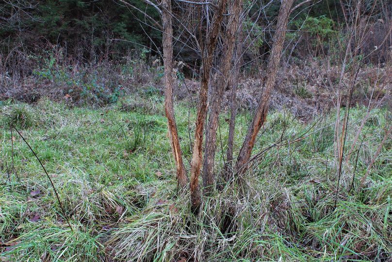 004 big rubs along the backside of the corn fields